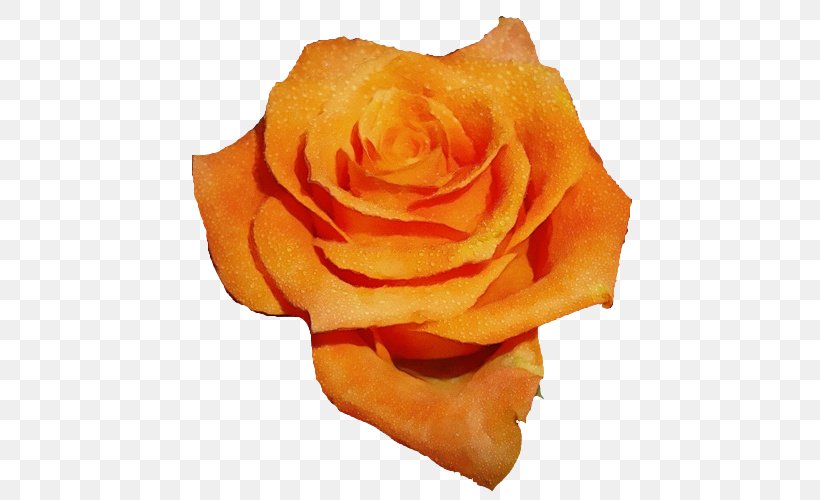 Garden Roses, PNG, 500x500px, Watercolor, Floribunda, Flower, Garden Roses, Hybrid Tea Rose Download Free