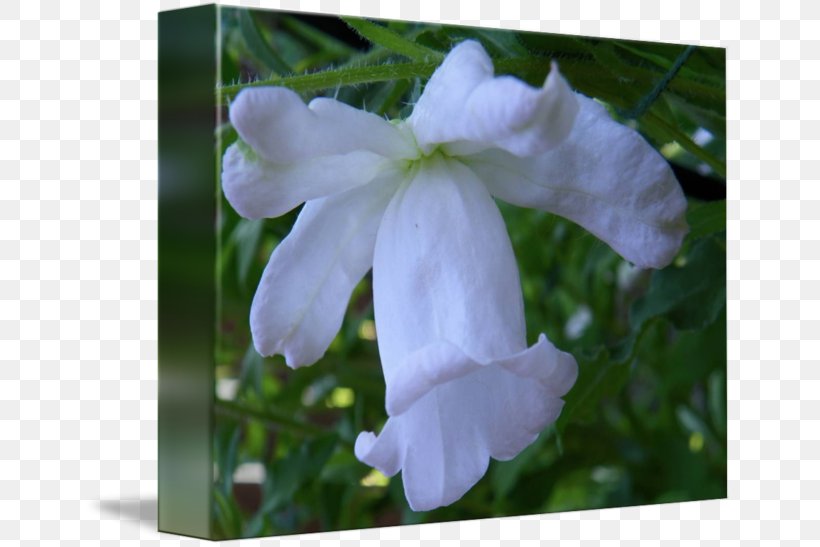 Petal Wildflower Herbaceous Plant, PNG, 650x547px, Petal, Bellflower Family, Flora, Flower, Flowering Plant Download Free