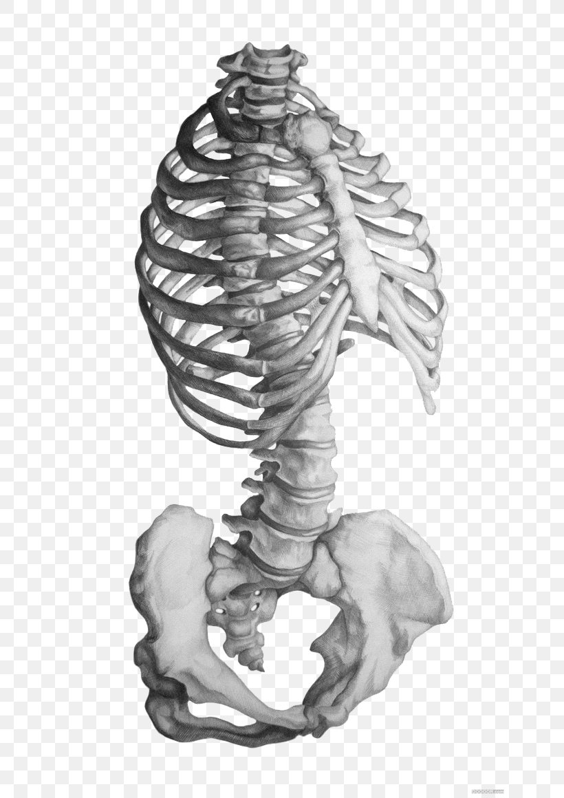 Rhode Island School Of Design Anatomy Human Skeleton Drawing, PNG, 658x1160px, Rhode Island School Of Design, Anatomia Animal, Anatomy, Arm, Art Download Free