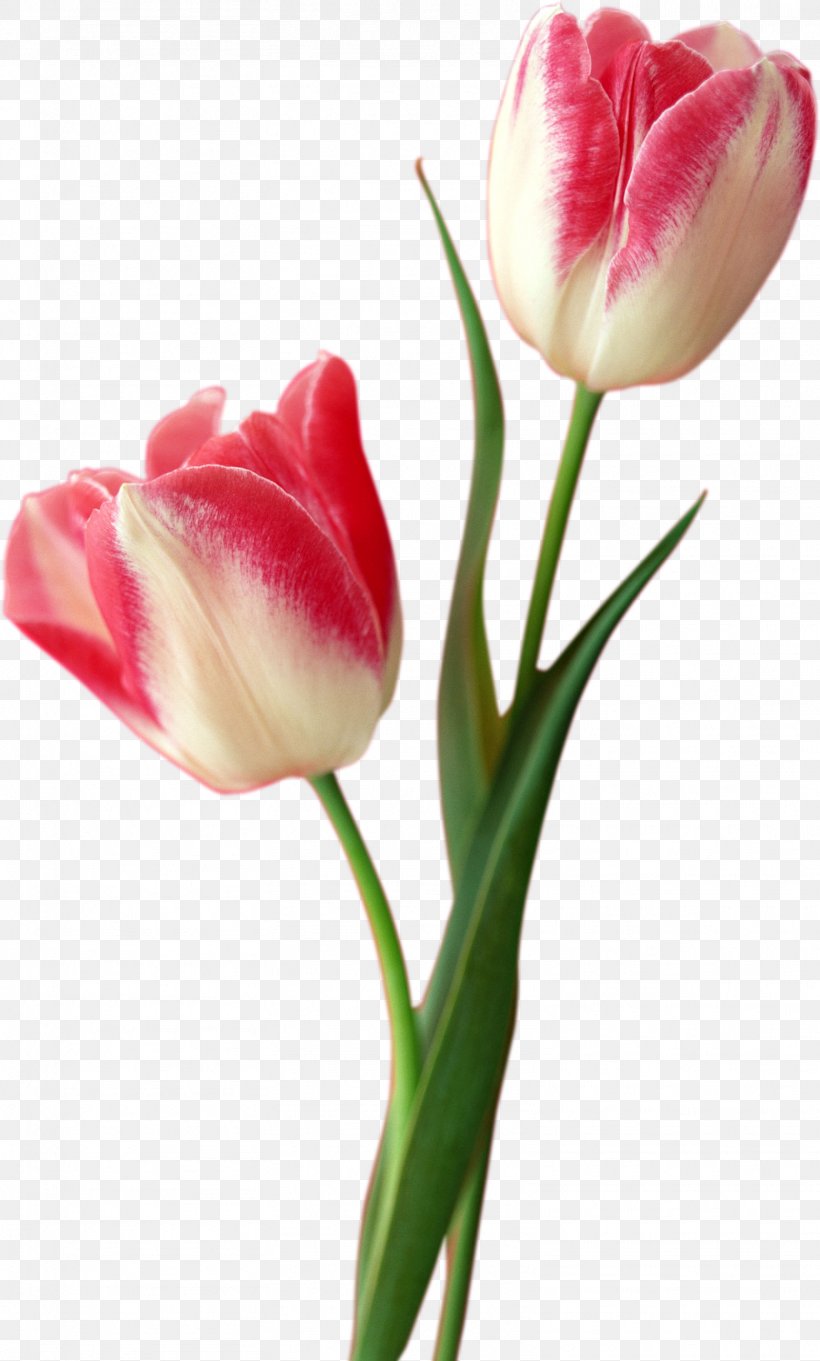 Tulip Flower Computer File, PNG, 1566x2601px, Tulip, Arumlily, Bud, Cut Flowers, Drawing Download Free