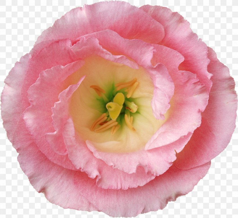 Flower Poppy Hibiscus, PNG, 2135x1960px, Flower, Cut Flowers, Hibiscus, Peach, Peony Download Free