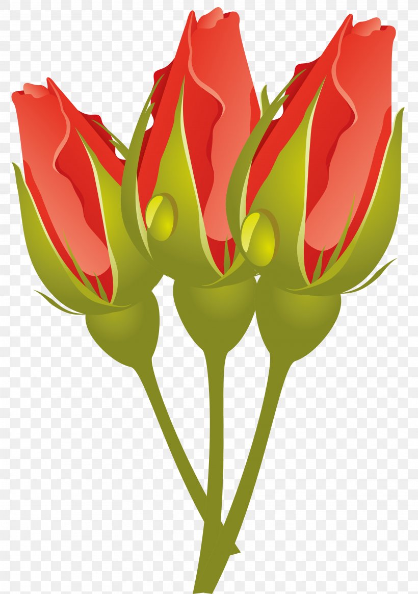 Garden Roses Flower Blue Rose Tulip, PNG, 3536x5027px, Rose, Anthurium, Black, Blue, Blue Rose Download Free