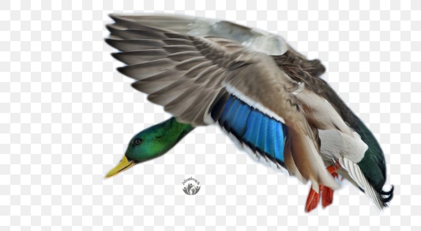 Mallard Duck Bird Cygnini Desktop Wallpaper, PNG, 800x450px, Mallard, Animal, Beak, Bird, Computer Download Free