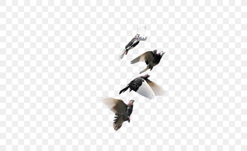 Bird Rock Dove Homing Pigeon 和平鴿 Feather, PNG, 500x500px, Bird, Beak, Fauna, Feather, Homing Pigeon Download Free