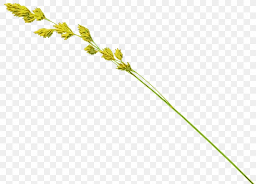 Cartoon Grass, PNG, 1280x921px, Grasses, Flower, Grass, Grass Family, Leaf Download Free