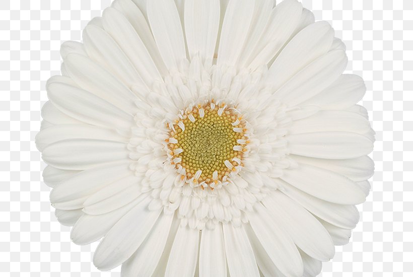 Common Daisy Transvaal Daisy Chrysanthemum Flower Floral Design, PNG, 800x550px, Common Daisy, Artificial Flower, Asterales, Chrysanthemum, Chrysanths Download Free