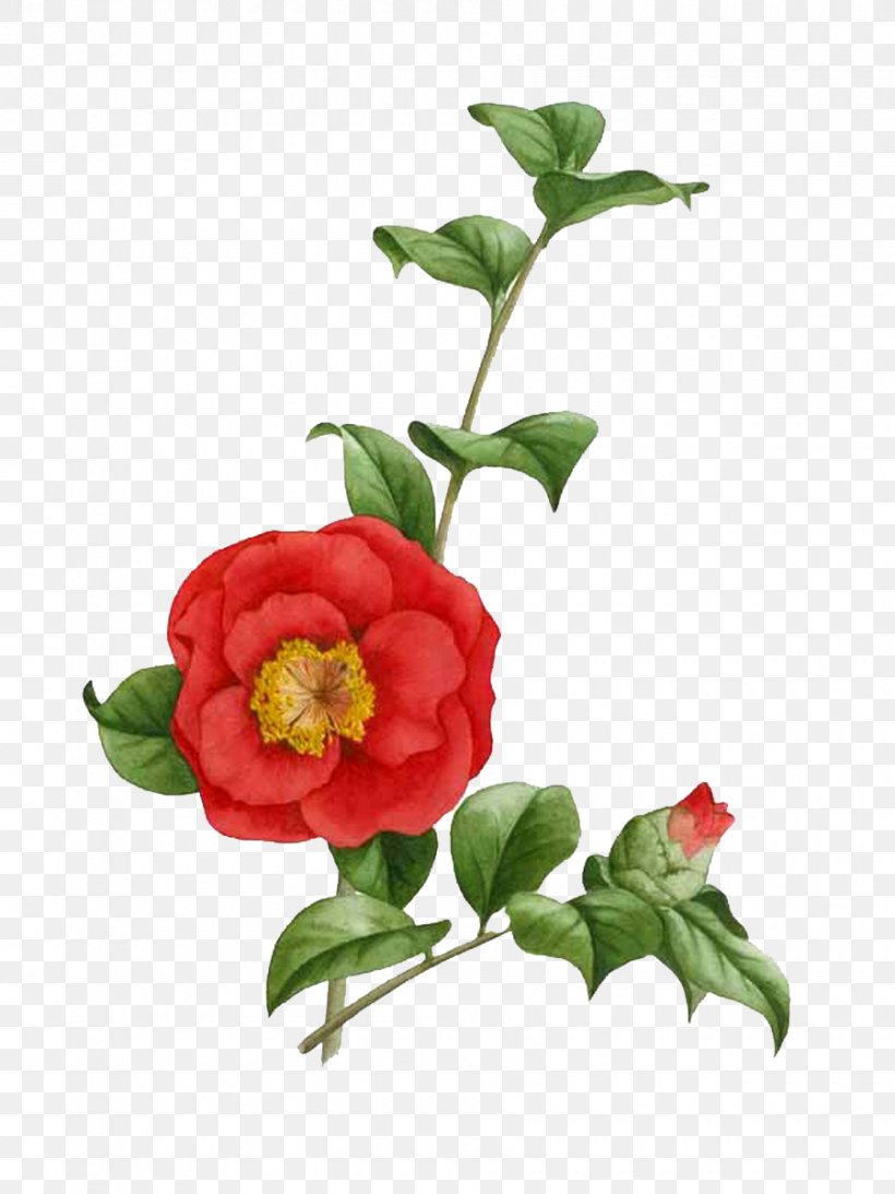 Japanese Camellia Tea Seed Oil The Best Camellias Painting Flower, PNG, 900x1200px, Japanese Camellia, Best Camellias, Botanical Illustration, Camellia, Cut Flowers Download Free