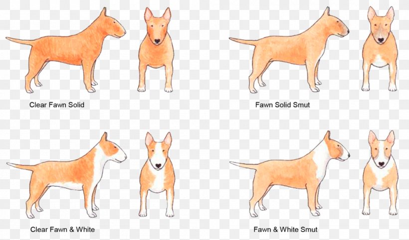 Dog Breed Basenji Staffordshire Bull Terrier Fawn, PNG, 1000x589px, Dog Breed, Animal Figure, Basenji, Breed, Brindle Download Free