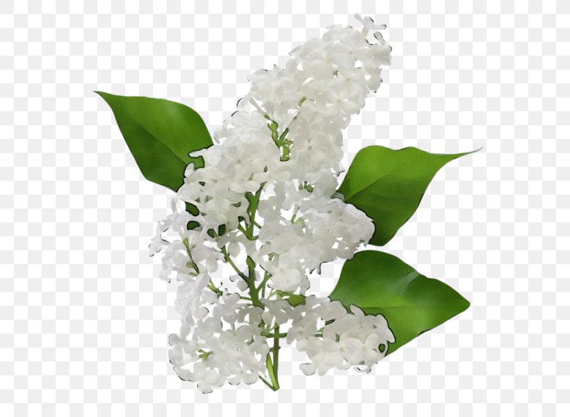 Flower White Plant Flowering Plant Leaf, PNG, 570x600px, Watercolor, Branch, Cut Flowers, Flower, Flowering Plant Download Free