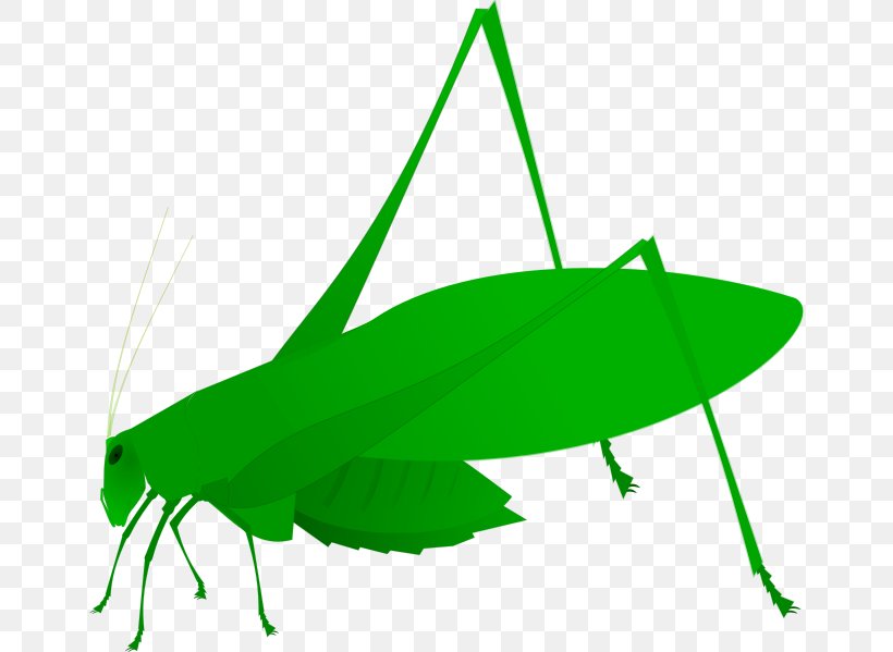 Grasshopper Insect Clip Art Amblycorypha Oblongifolia Bush Crickets, PNG, 656x599px, Grasshopper, Bush Crickets, Cricket, Cricket Like Insect, Fauna Download Free