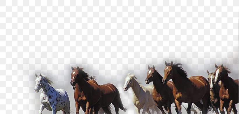 Horse Pony High-definition Television Display Resolution Wallpaper, PNG,  819x393px, 4k Resolution, Horse, Display Resolution, Equestrianism,