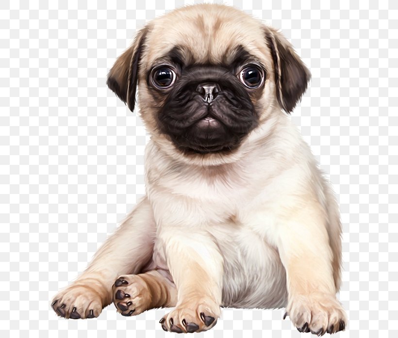 Puppy French Bulldog Pug Pet, PNG, 624x697px, Puppy, Carnivoran, Companion Dog, Dog, Dog Breed Download Free