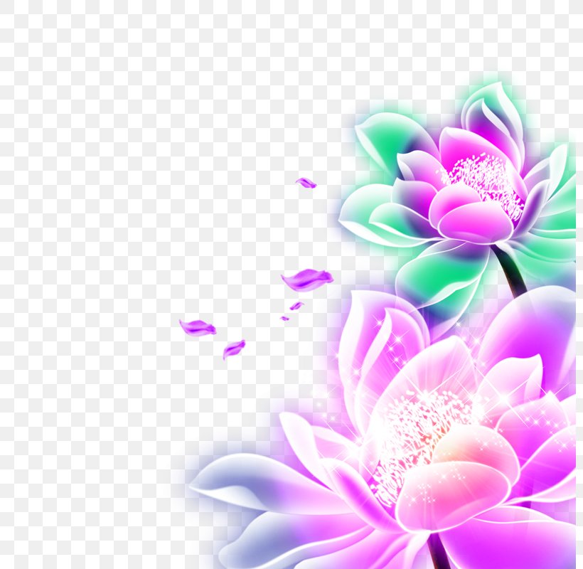 Light, PNG, 800x800px, Light, Chrysanths, Daffodil, Dahlia, Daisy Family Download Free