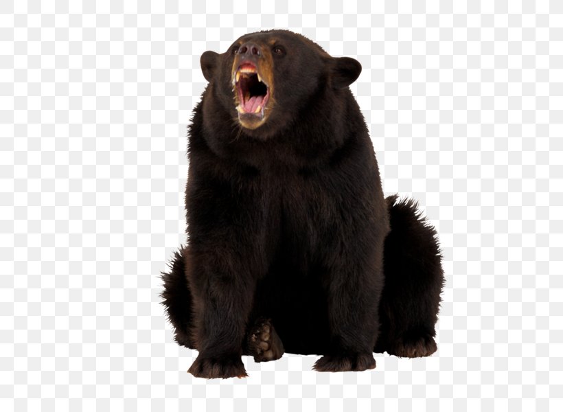 American Black Bear Polar Bear Grizzly Bear Armant Dog, PNG, 600x600px, Bear, Alaska Peninsula Brown Bear, American Black Bear, Animal, Brown Bear Download Free