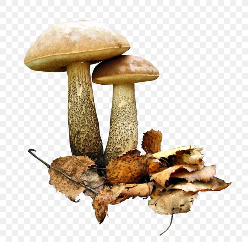 Brown Cap Boletus Fungus Clip Art Image, PNG, 766x800px, Brown Cap Boletus, Aspen Mushroom, Drawing, Edible Mushroom, Fungus Download Free