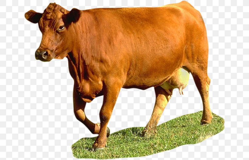 Cattle Animal French Clip Art, PNG, 662x527px, Cattle, Animal, Bull, Calf, Cattle Like Mammal Download Free