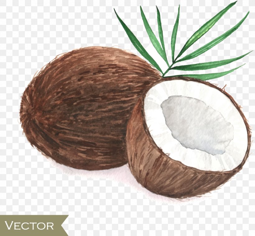 Coconut Drawing Poster Painting, PNG, 1269x1176px, Coconut, Drawing, Food, Kitchen, Painting Download Free