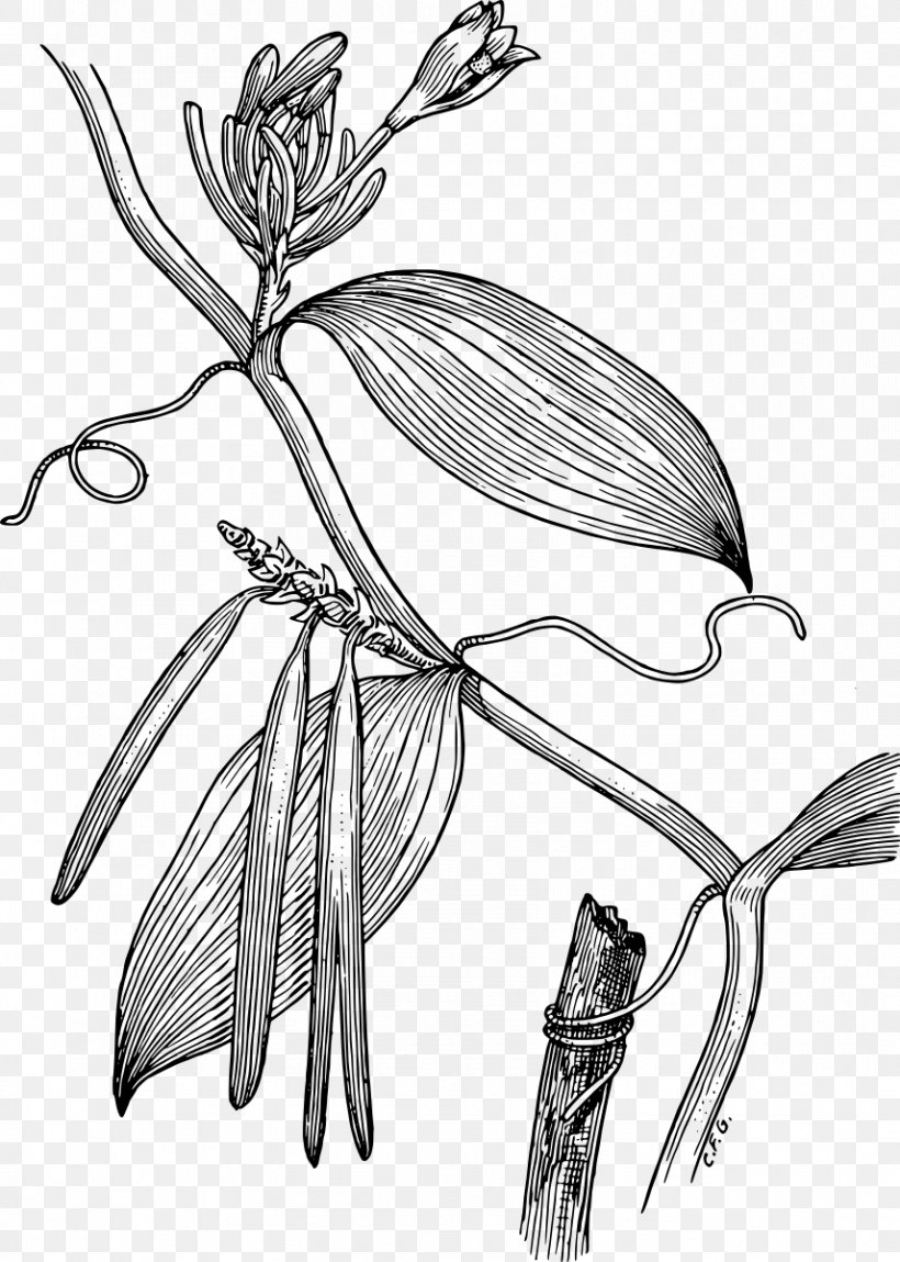 Flat-leaved Vanilla Illustration Spice Poster, PNG, 856x1200px, Vanilla, Art, Bitters, Blackandwhite, Botany Download Free