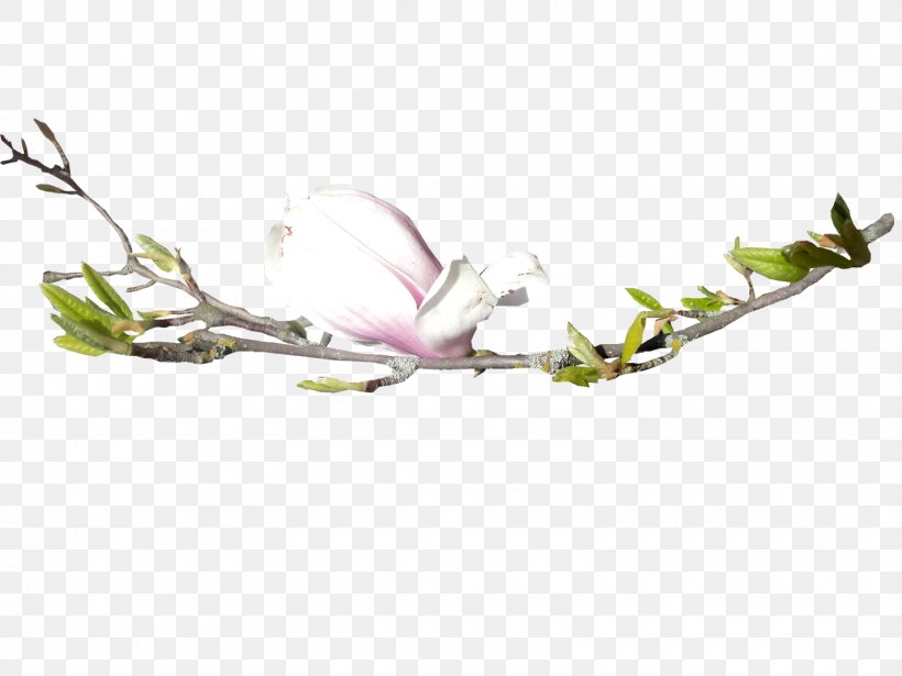 Flower Floral Design Bud Tree, PNG, 1600x1200px, Flower, Blossom, Branch, Bud, Flora Download Free