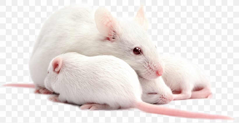 Puppy Rat House Mouse Dog Humanized Mouse, PNG, 1700x874px, Puppy, Child,  Dog, Fauna, Homo Sapiens Download