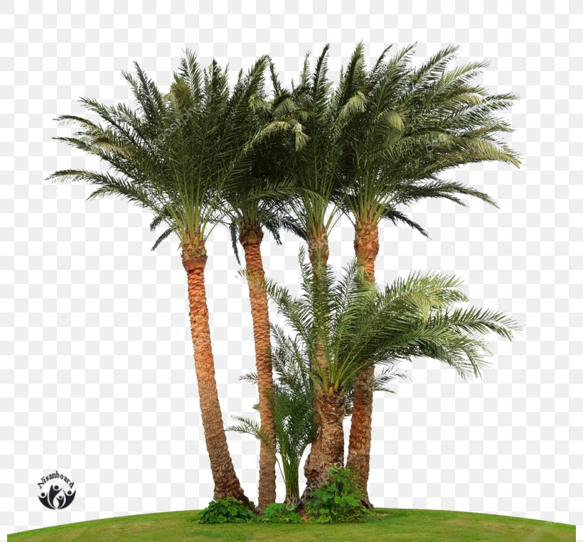 Attalea Speciosa Arecaceae Tree Asian Palmyra Palm Date Palm, PNG, 800x763px, Attalea Speciosa, Arecaceae, Arecales, Asian Palmyra Palm, Attalea Download Free