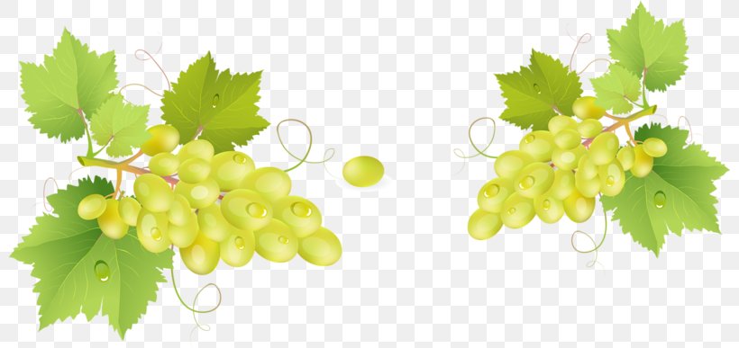 Grappa Common Grape Vine Barrel, PNG, 800x387px, Grappa, Barrel, Branch, Common Grape Vine, Drink Download Free