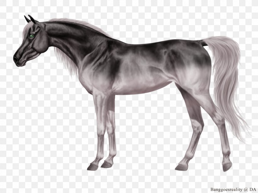 Grullo Foal Stallion Mane Mare, PNG, 1024x768px, Grullo, Black, Black And White, Bridle, Colt Download Free