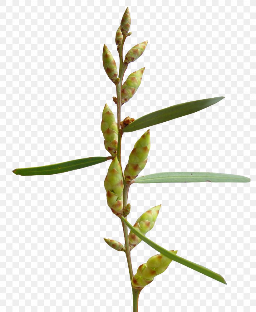 Plant Stem Branch Leaf Twig, PNG, 1024x1249px, Plant Stem, Branch, Family, Grass, Grass Family Download Free