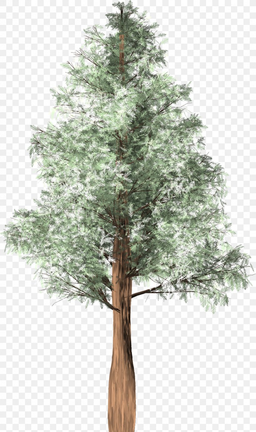 Tree Cedar Austrocedrus Spruce Woody Plant, PNG, 1181x1997px, Tree, Arborvitae, Austrocedrus, Branch, Cedar Download Free