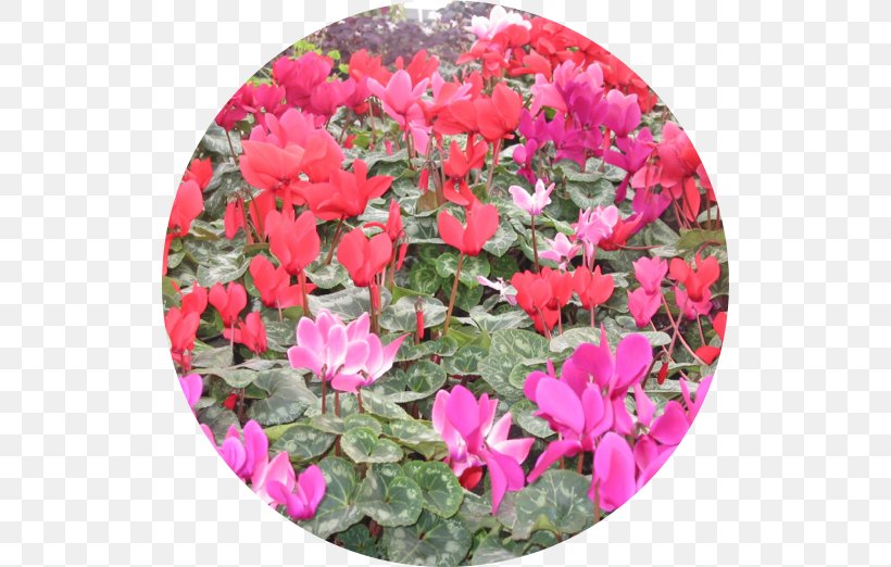 Cyclamen Southtowns Gardening Plant, PNG, 522x522px, Cyclamen, Annual Plant, Buffalo, Family, Flower Download Free