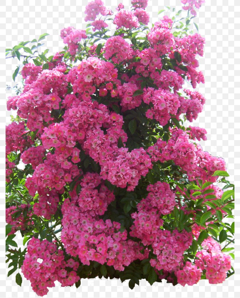 Flower Garden, PNG, 782x1021px, Flower, Annual Plant, Art, Deviantart, Flower Garden Download Free