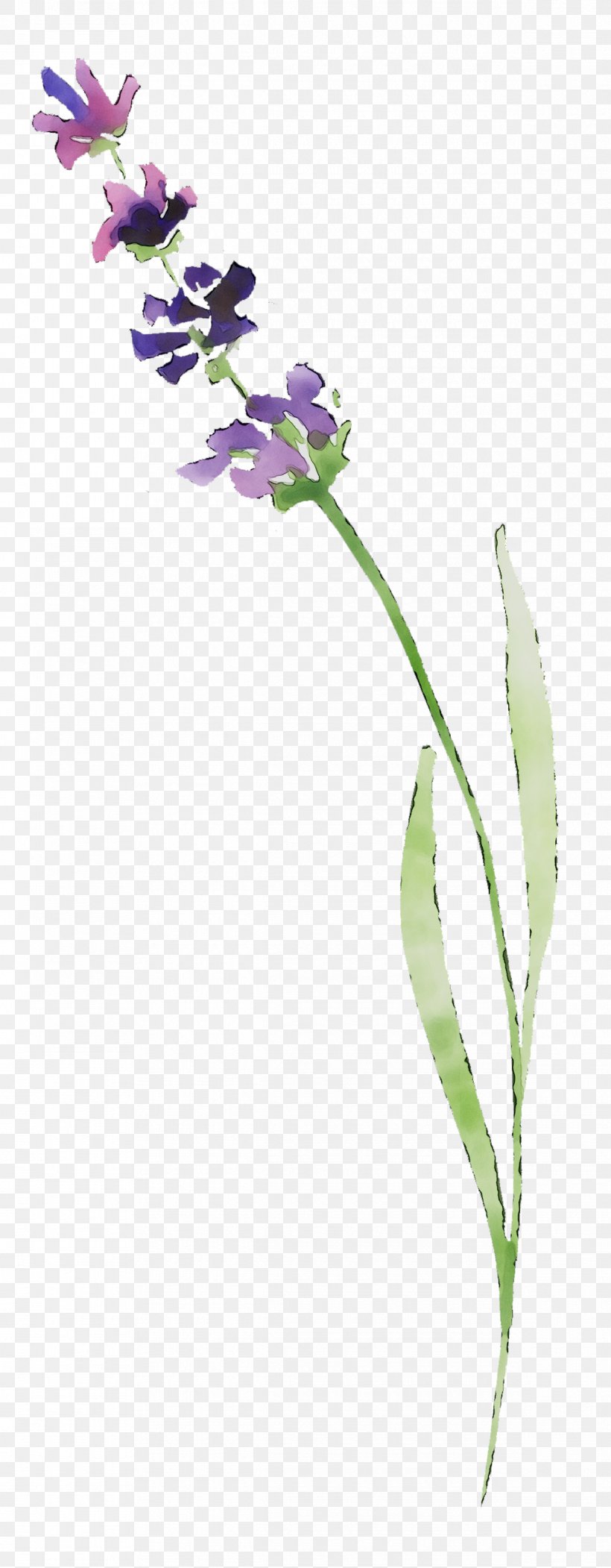 Lavender Plant Stem Twig Plants, PNG, 1190x3051px, Lavender, Botany, Flower, Flowering Plant, Pedicel Download Free