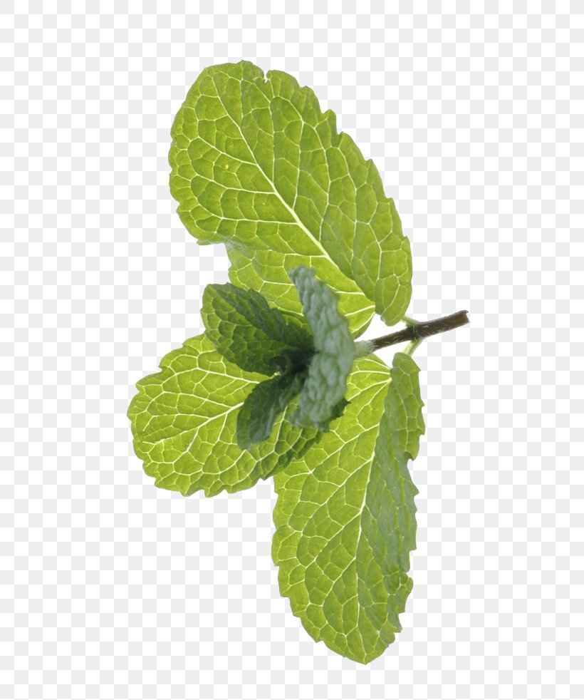 Peppermint Mentha Spicata Euclidean Vector, PNG, 682x982px, Peppermint, Citrus Xd7 Sinensis, Crude Drug, Drawing, Food Download Free