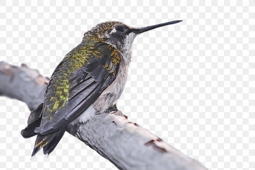 Bird, PNG, 1920x1280px, Bird, Beak, Hummingbird, Jacamar, Rufous Hummingbird Download Free