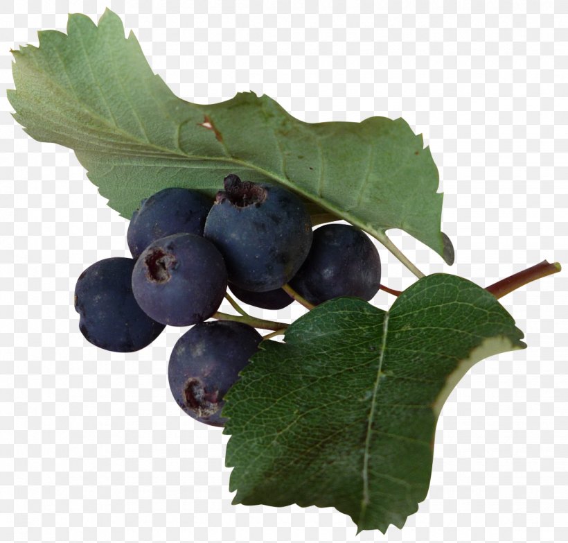 Blueberry Fruit Grape Food, PNG, 1130x1080px, Berry, Bilberry, Blog, Blueberry, Chokeberry Download Free