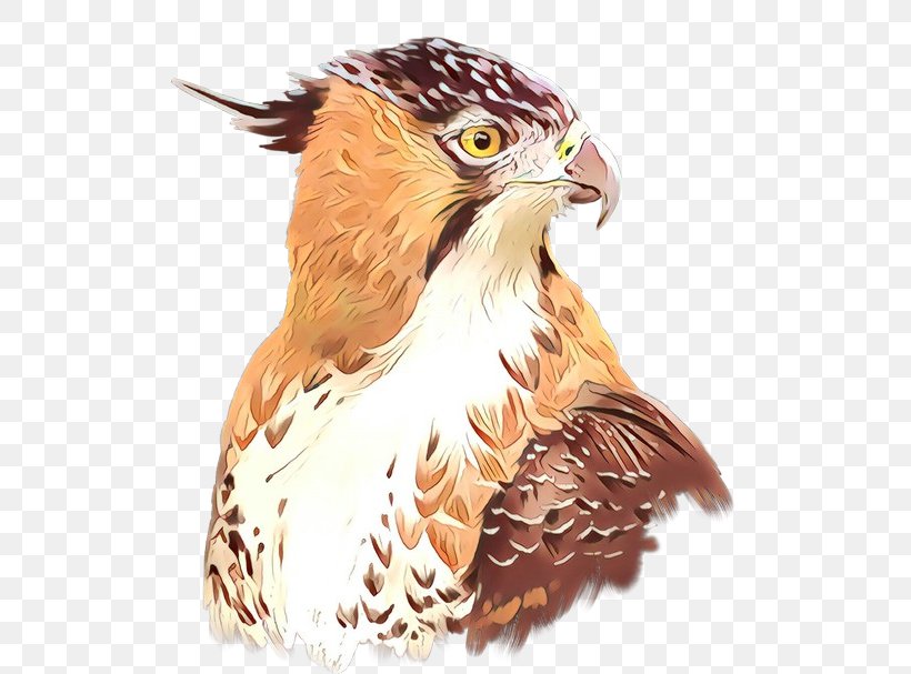 Hawk Owl Eagle Fauna Illustration, PNG, 600x607px, Hawk, Accipitridae, Accipitriformes, Beak, Bird Download Free
