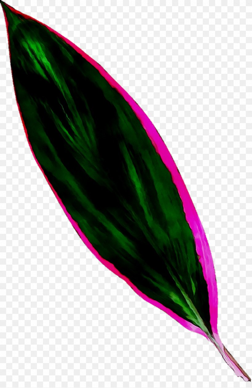 Leaf Magenta, PNG, 935x1438px, Leaf, Anthurium, Feather, Magenta, Plant Download Free