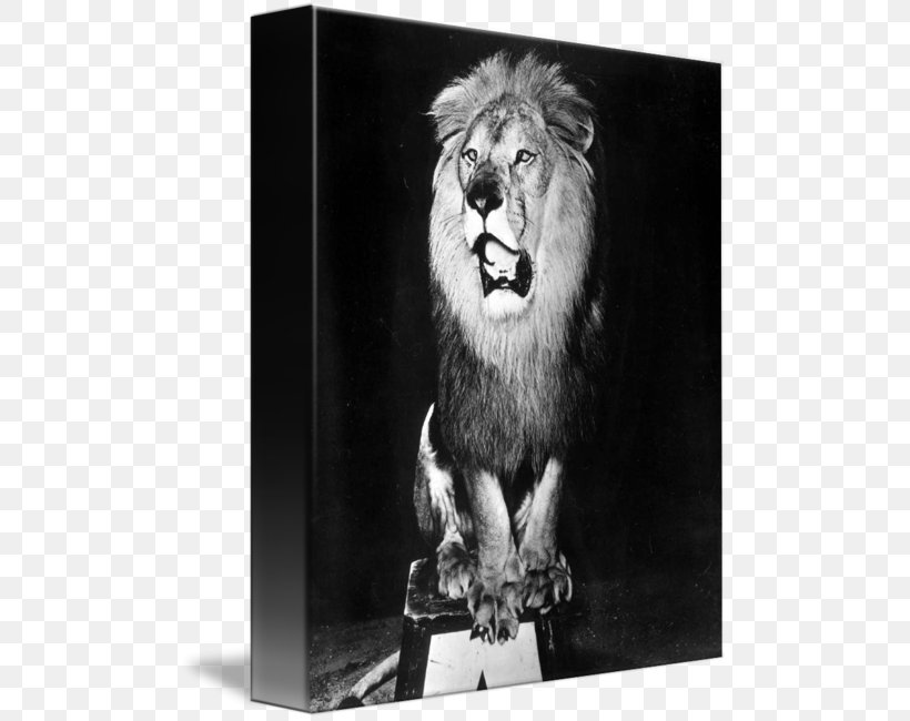 Lion Roar Big Cat White, PNG, 494x650px, Lion, Big Cat, Big Cats, Black And White, Carnivoran Download Free