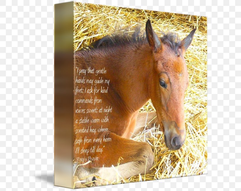 Mustang Foal Stallion Mare Colt, PNG, 606x650px, Mustang, Bridle, Colt, Fauna, Foal Download Free