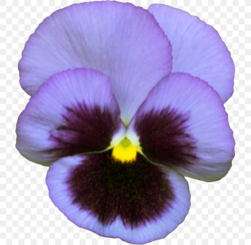 Pansy Photography Violet Image, PNG, 721x800px, Pansy, Centerblog, Color, Drawing, Flower Download Free