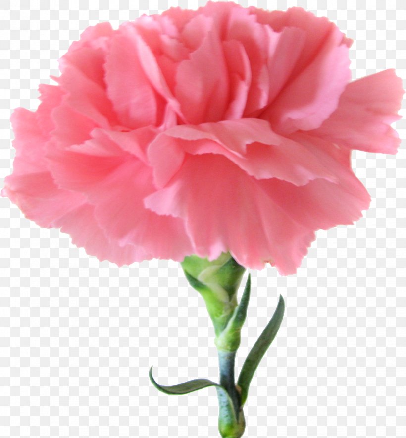 Carnation Pink Flowers Birth Flower, PNG, 1738x1874px, Carnation, Annual Plant, Birth Flower, Color, Coral Download Free