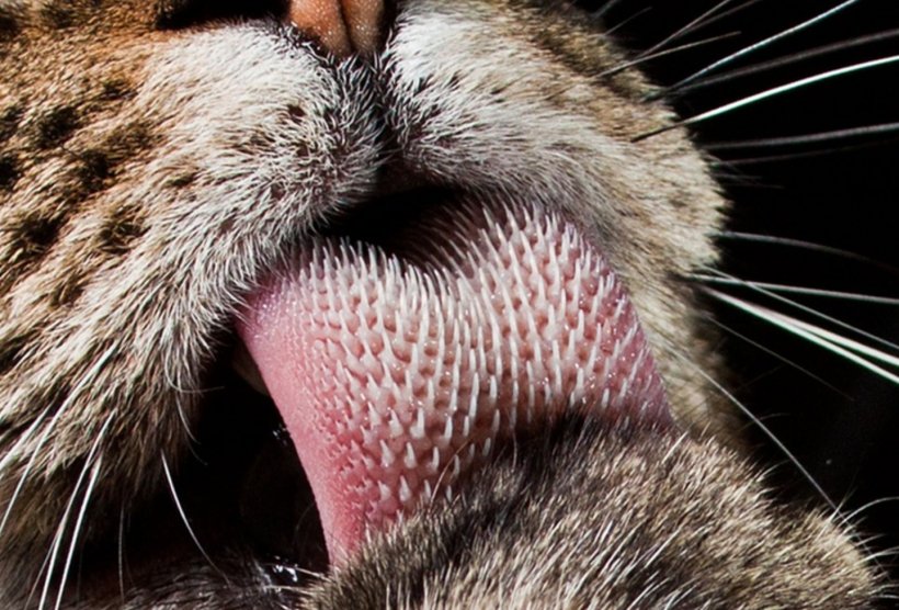Cat Felidae Kitten Cheetah Tongue, PNG, 1440x978px, Cat, Cat Like Mammal, Cat Tongue, Cheetah, Claw Download Free