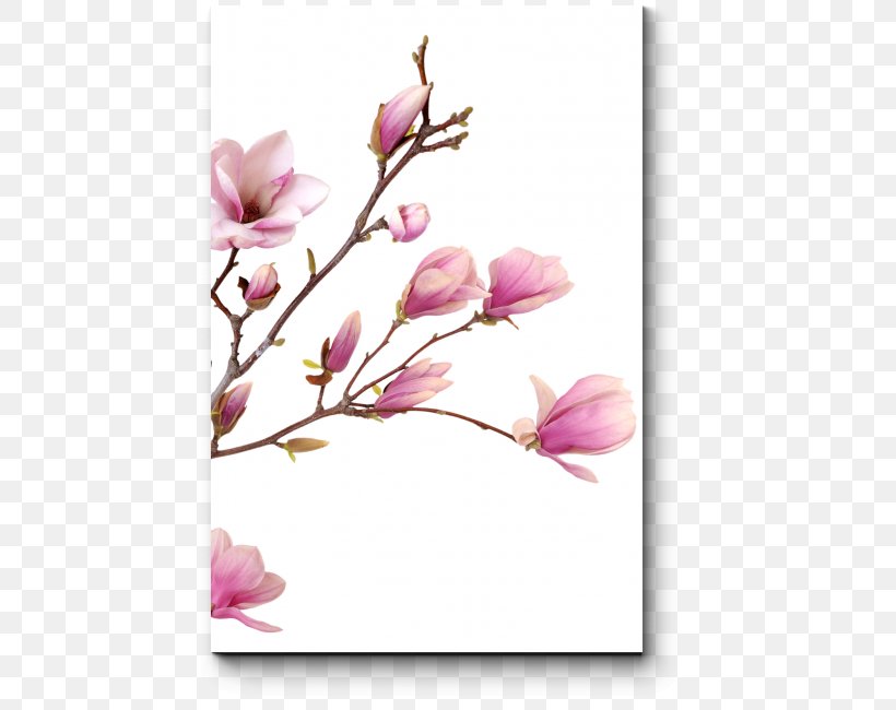 Stock Photography Flower Bud Drawing, PNG, 650x650px, Stock Photography, Blossom, Branch, Bud, Cherry Blossom Download Free