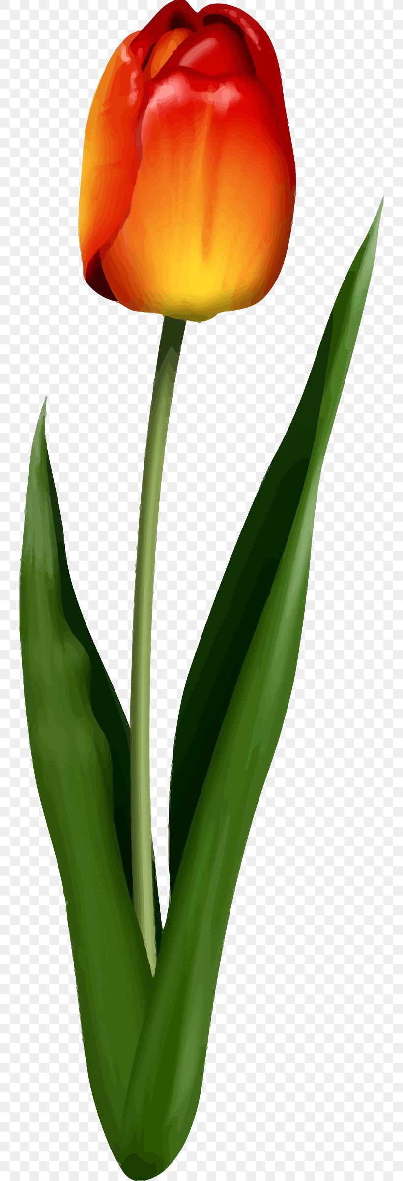 Tulip Flower Leaf Petal Plant Stem, PNG, 742x2400px, Tulip, Cut Flowers, Flower, Flowering Plant, Flowerpot Download Free