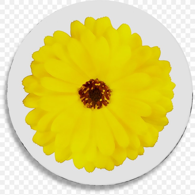 Yellow English Marigold Transvaal Daisy Chrysanthemum Sunflower, PNG, 1205x1210px, Yellow, Chrysanthemum, Chrysanths, Daisy Family, English Marigold Download Free