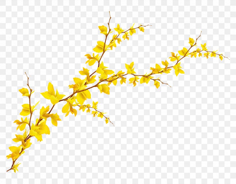 Ginkgo Biloba Leaf, PNG, 3300x2574px, Ginkgo Biloba, Area, Blog, Branch, Flower Download Free