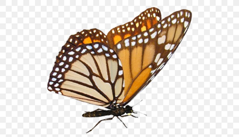Tiger Cartoon, PNG, 537x469px, Monarch Butterfly, Arthropod, Beetle, Borboleta, Brushfooted Butterflies Download Free