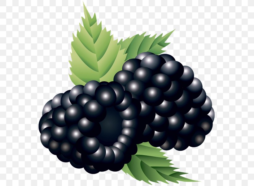 Bilberry Boysenberry, PNG, 574x600px, Bilberry, Auglis, Berry, Blackberry, Blueberry Download Free