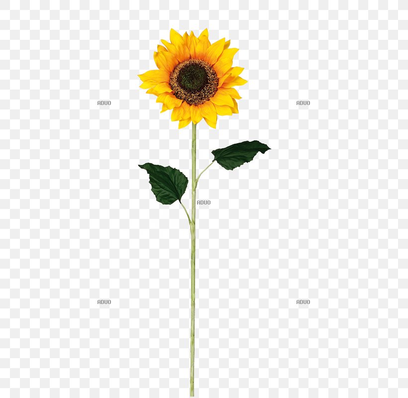 Common Sunflower Material Glass Vase Furniture, PNG, 800x800px, Common Sunflower, Bedroom, Color, Daisy Family, Decorative Arts Download Free