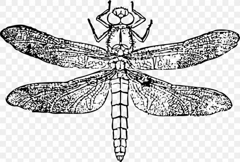 Dragonfly Drawing Clip Art, PNG, 900x606px, Dragonfly, Artwork, Black And White, Color, Coloring Book Download Free